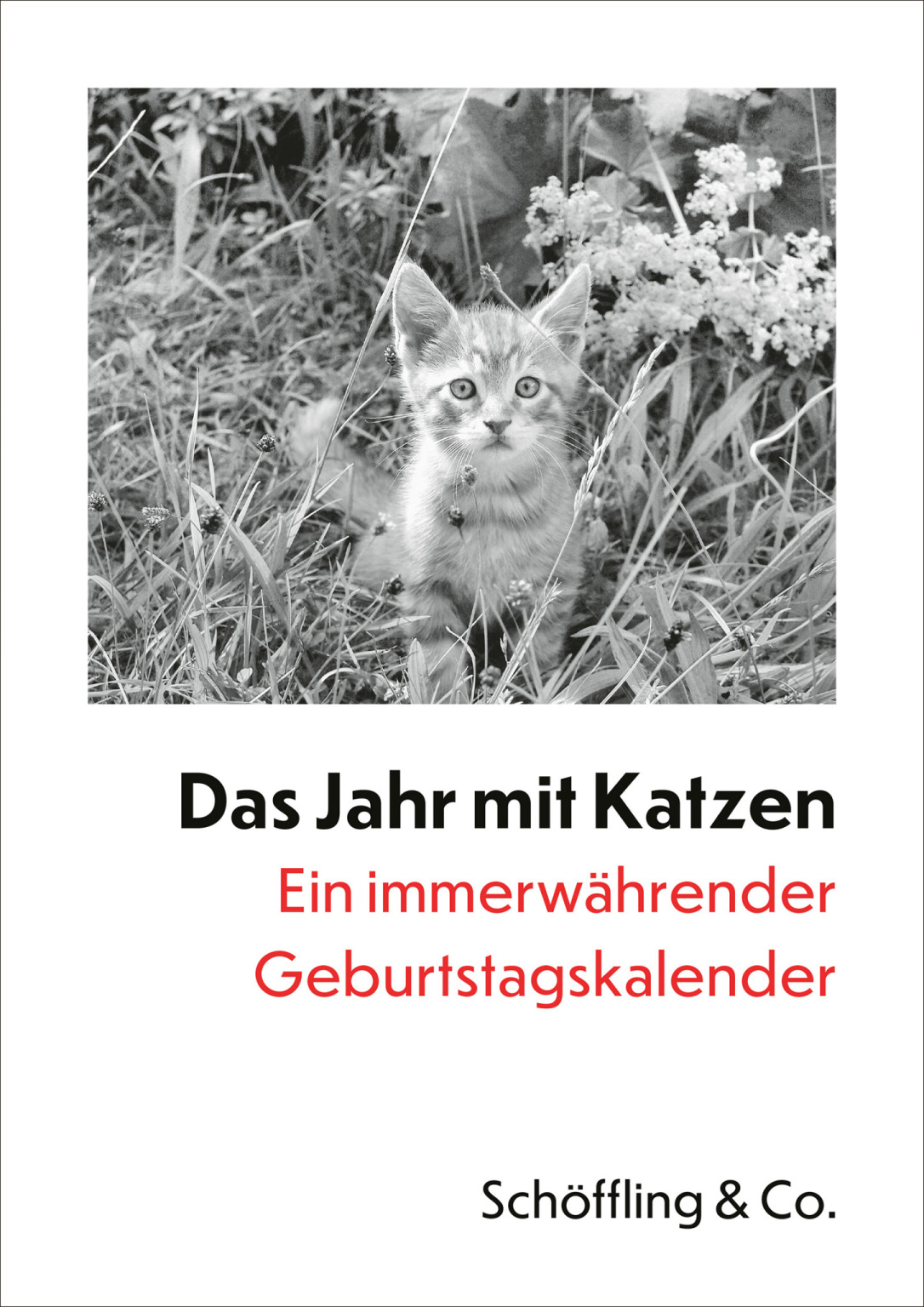 Der literarische Katzenkalender 2025 Julia Bachstein